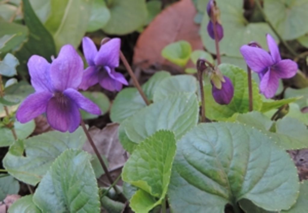 Piccole violette - Viola odorata